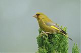 European Greenfinch